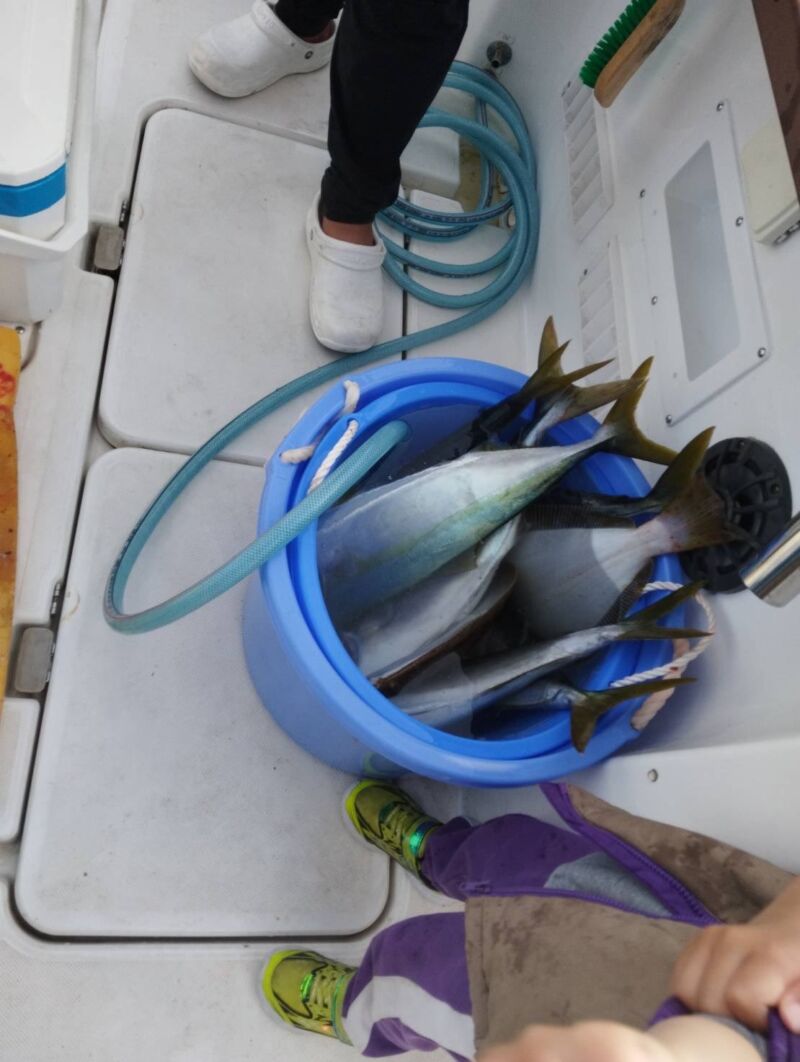 Image for the Tweet beginning: 日曜の釣果です！もっと釣りたかったですね〜

#釣果
#コープフィッシング 