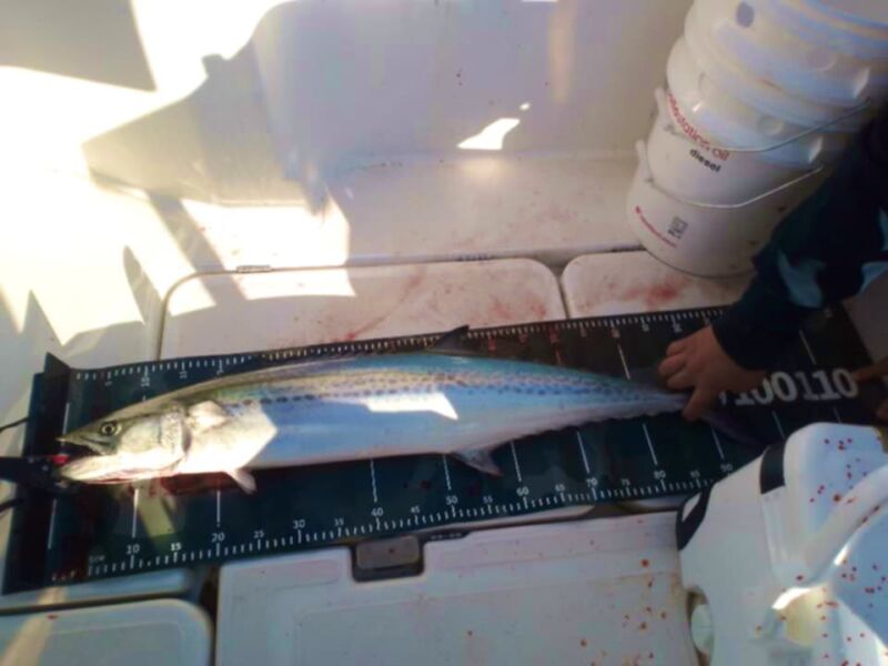 Image for the Tweet beginning: 本日は常連様と調査🛥️
最近めっきり寒くなり早朝コーヒーがお決まり☕️からの極上なあさひを拝みながら調査スタート🎣ベイトの反応もよくコンスタントに釣れてくれました🐟常連様もイナワラとサバの猛攻で休憩する暇もなく、2回のラインブレイクからの本命登場🗡️で歓喜が*\(^o^)/* 