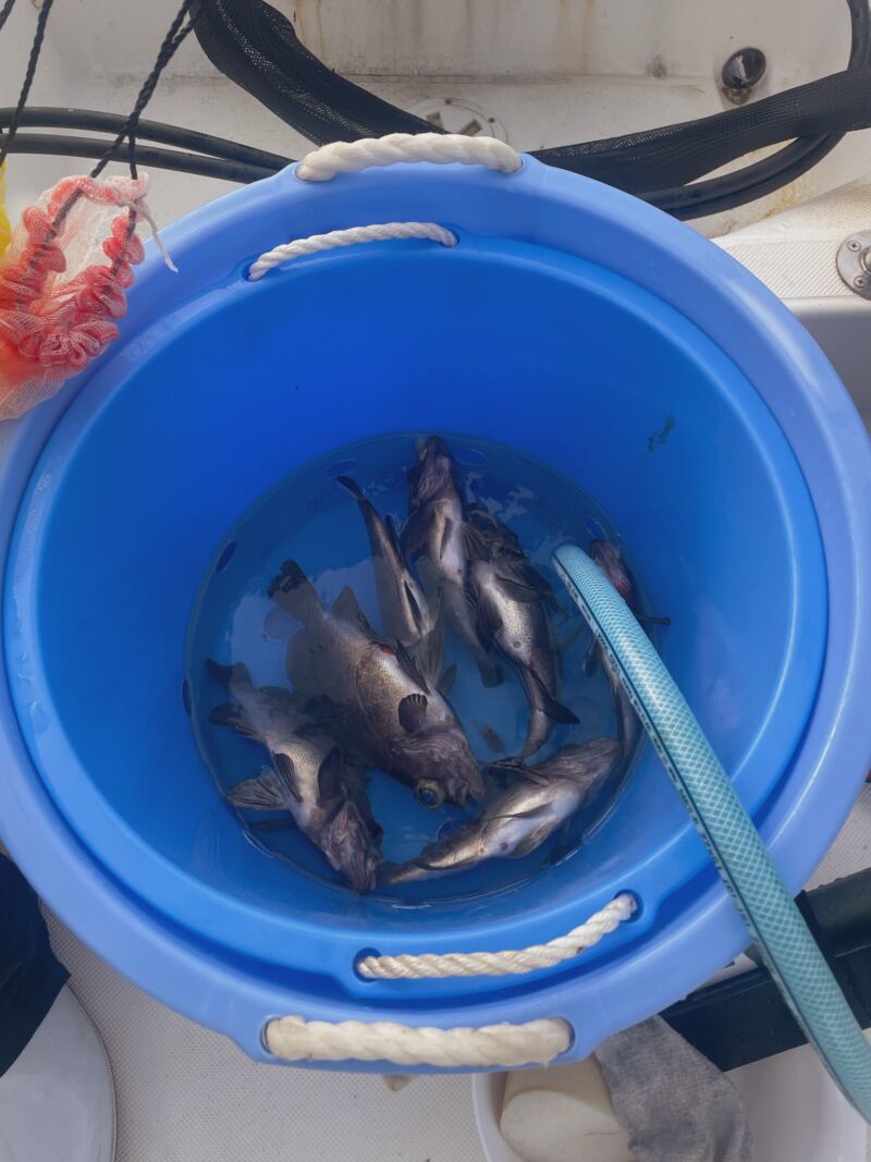 Image for the Tweet beginning: ぽっちゃり超級船長の釣行記
3月末日の本日、〇〇の調査のため意気揚々と出船⚓️

あさイチから心地よいアタリが連発！！上がってきたのは、丸々と肥えた（＝船長と同じやん🤣）メバルたち。しかも良型ばかりで、今宵のおかずをしっかり確保です😋 