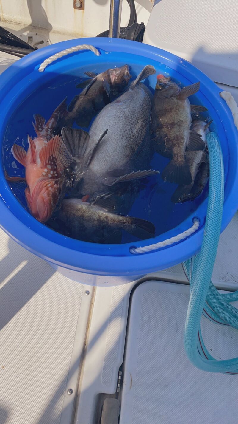 Image for the Tweet beginning: ぽっちゃり超級船長の釣行記
3月末日の本日、〇〇の調査のため意気揚々と出船⚓️

あさイチから心地よいアタリが連発！！上がってきたのは、丸々と肥えた（＝船長と同じやん🤣）メバルたち。しかも良型ばかりで、今宵のおかずをしっかり確保です😋 