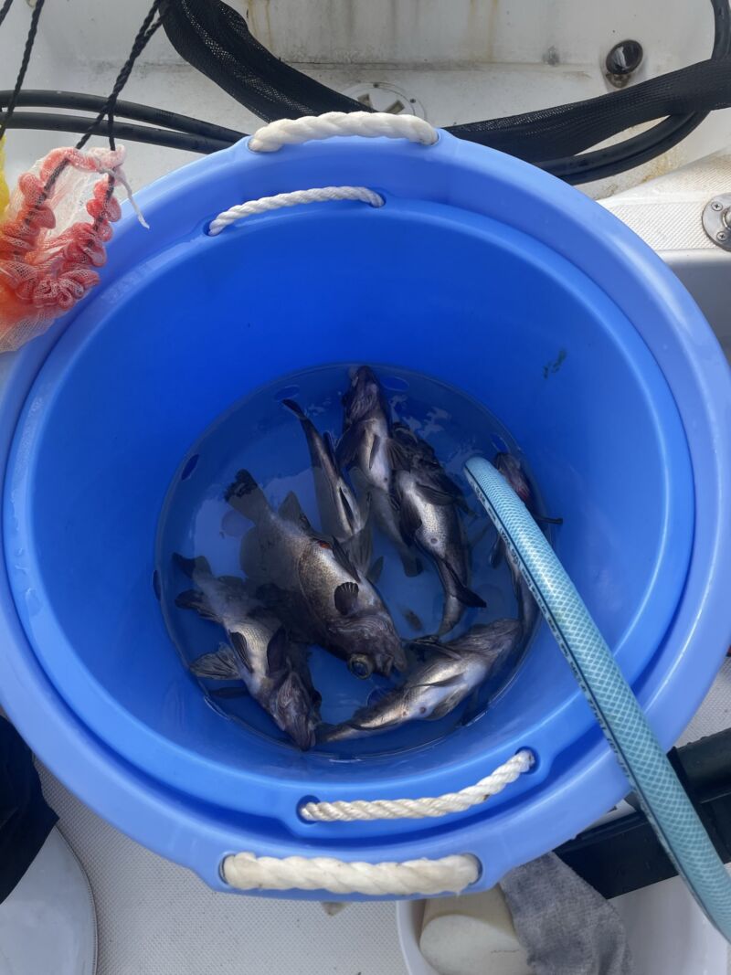 Image for the Tweet beginning: 🐷ぽっちゃり超級船長🐷の釣行記🎣 